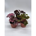thumbnail image 3 of BubbleBlooms Harmony's Begonia Rex Assortment, Variegated Painted-Leaf Begonia, Set of 3 Plants in 4-inch Pots, 3 of 9