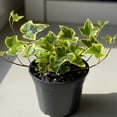 thumbnail image 5 of Variegated Ivy Plant, 4 Inch Pot, Hardy English Ivy Groundcover Houseplant, 5 of 5