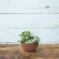 thumbnail image 2 of Root & Vessel Napa Bowl Planter, Rust, 10", 2 of 4