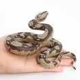 thumbnail image 1 of Partheme Novelty Toys 2 Counts Large Realistic Rubber Snake, Prank Snake Toy AS Show, 1 of 3