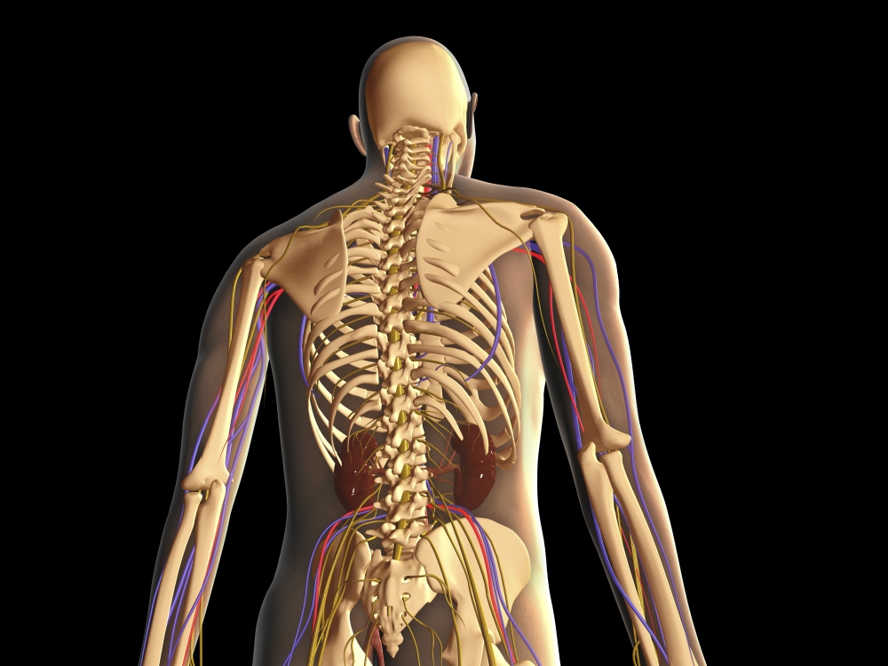 Transparent Rear View Of Human Body Showing Skeleton