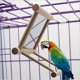 thumbnail image 1 of Bird?Mirror Bird Swing, Parrot Cage Toys,Swing Hanging Play with Mirror for Macaw African Greys Parakeet Cockatoo Cockatiel Conure Lovebirds Canaries, 1 of 4