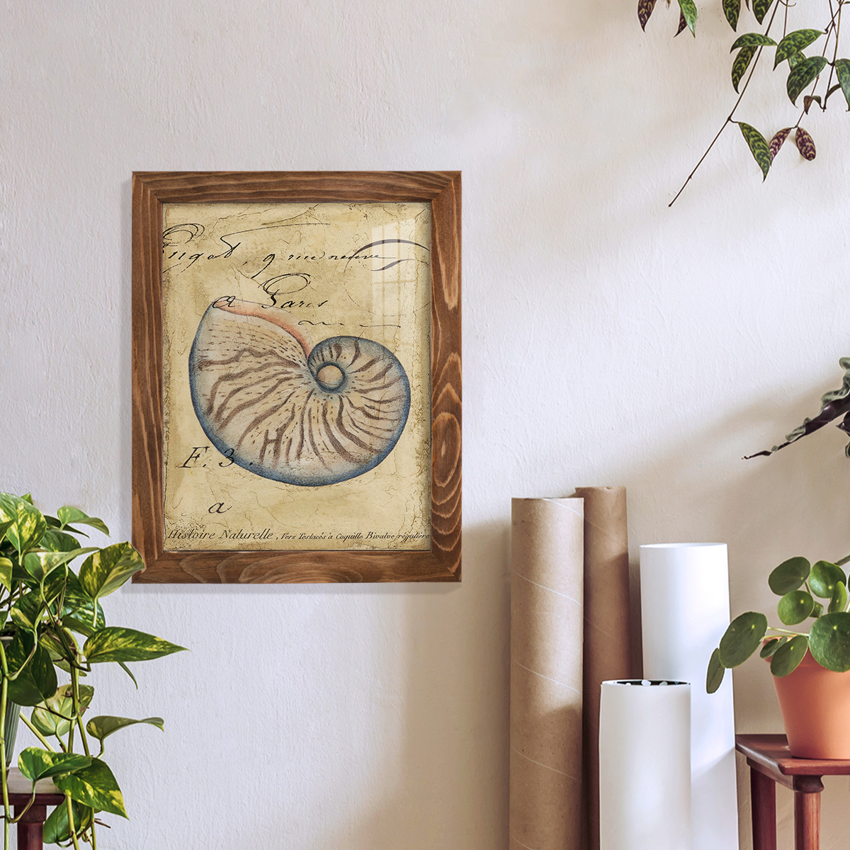 Seashell Ephemera II - Framed Print w/glass - Walnut