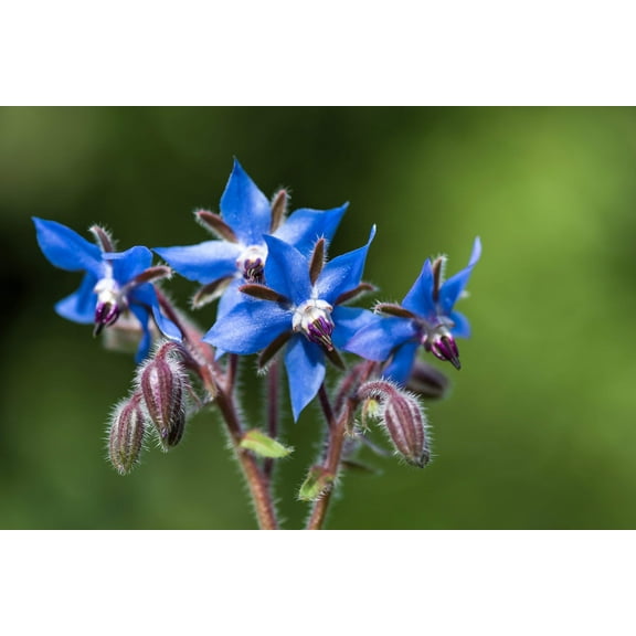 100 Blue Star BORAGE HERB Borago Officinalis Flower Seeds