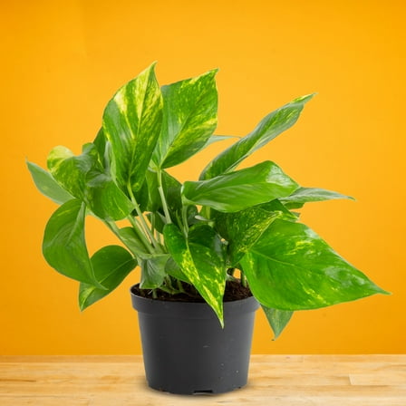 Expert Gardener 10" Golden Photos House Plant in 6" Grower Pot