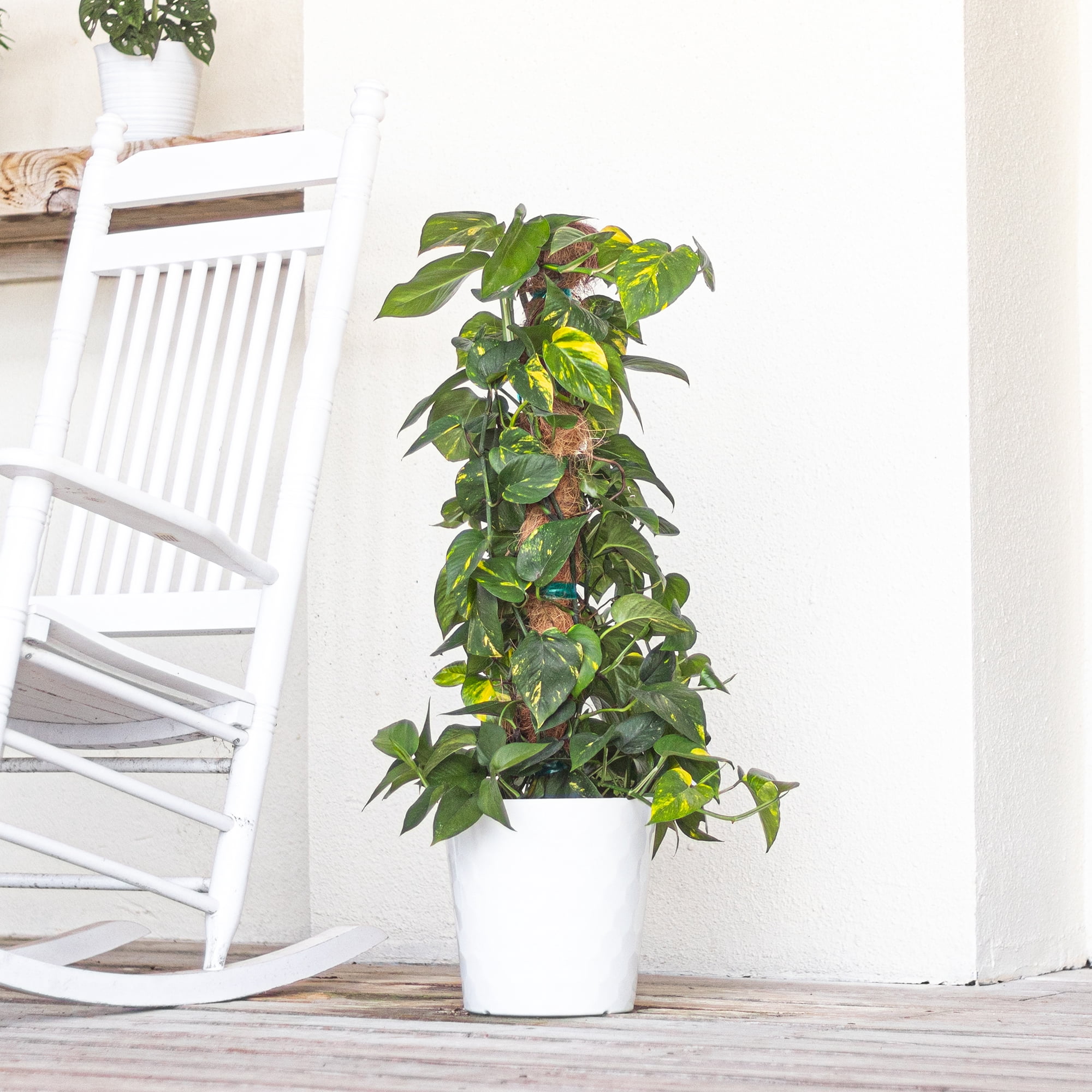 Golden Pothos Totem Plant, Live Indoor Houseplant from United Nursery, 34in Tall, Ships in 9.25in Pot, Easy Care Trailing Aroid, Air Purifying Tropical Plant, Bright Indirect Light, Home Decor