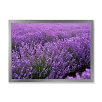 Designart 'Blooming Purple Lavender Meadow' Farmhouse Framed Art Print