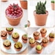 thumbnail image 4 of EeaseMX BESTOMZ - 10 macetas pequeñas de terracota de arcilla, macetas de cerámica para cactus, suculentas, para viveros, recuerdo de boda, 4 of 7