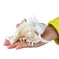 thumbnail image 4 of BeesClover 500G Natural Sea Conch Handicrafts Various Styles for Aquarium Fish Tank Turtle Tank Landscaping Decoration, 4 of 7