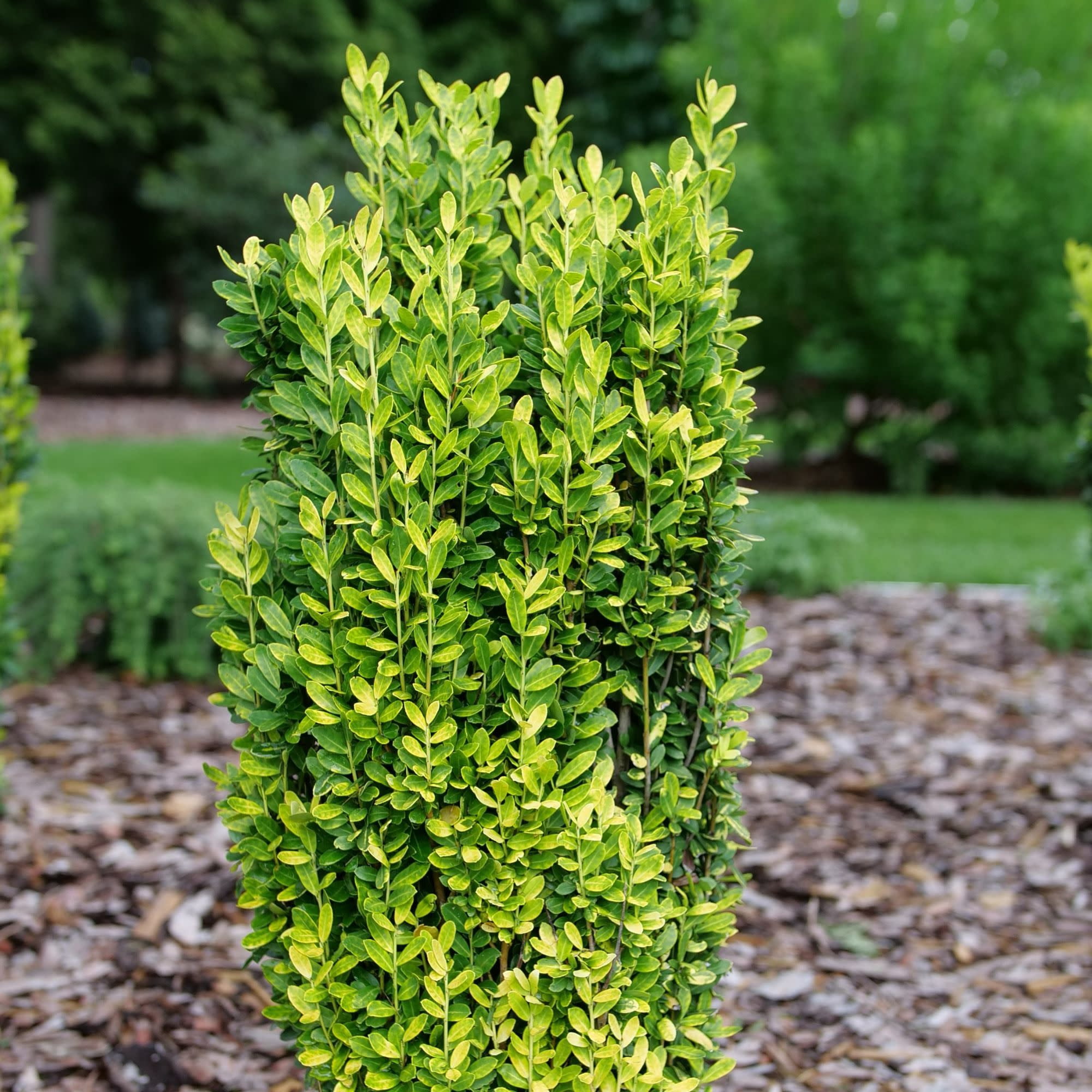 Proven Winners ColorChoice 5" Glow Stick Japanese Holly Live Plant in 4.5" Pot (4 Count)
