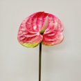 thumbnail image 1 of 23" Pink Anthurium Stem Faux Plants And Trees, 1 of 1