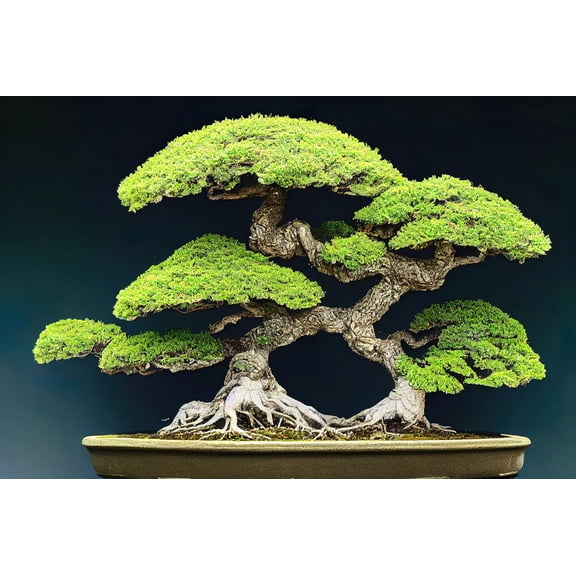Japanese Pine Bonsai Tree Seeds for Planting (30 Seeds)