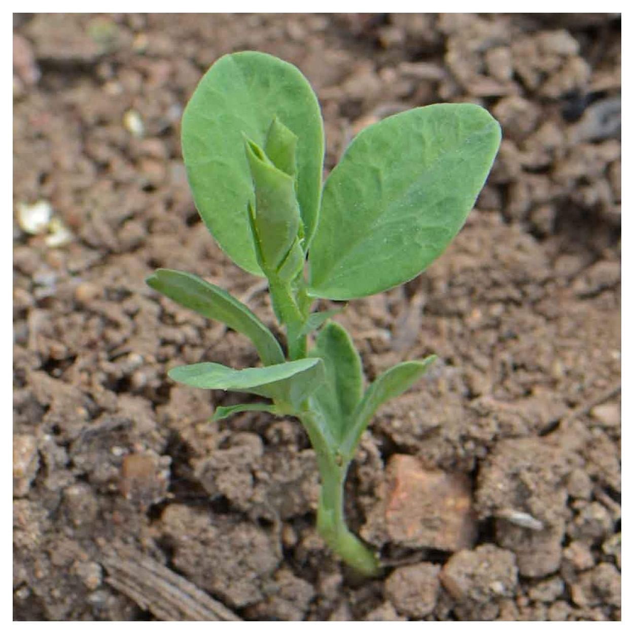 Everwilde Farms - 1 lb Royal Family Mixed Sweet Pea Garden Flower Seeds - Gold Vault Bulk Seed Packet