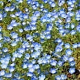 Baby Blue Eyes Flowers MMF7 Groundcover Drought Tolerant Wildflower 300