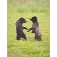 thumbnail image 2 of Paulson, Don 25x32 Black Ornate Wood Framed with Double Matting Museum Art Print Titled - AK, Tongass NF, Two brown bear cubs play-fighting, 2 of 4