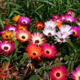 thumbnail image 3 of Ice Plant Livingstone Daisy Drought Tolerant Ice Plant Ground Cover Plant Seed - 10000 Seeds, 3 of 4
