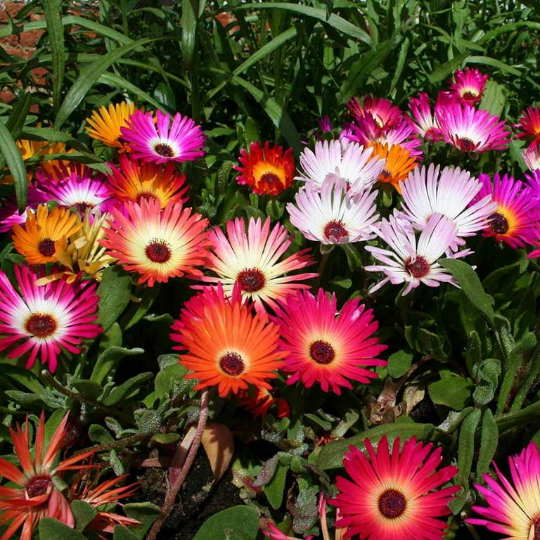 Outsidepride Ice Plant Seeds - Mix - 10000 Seeds