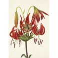 thumbnail image 2 of Mary Vaux Walcott 14x18 Black Ornate Wood Framed Double Matted Museum Art Print Titled - Turkscap Lily. Lilium Pride (1925), 2 of 5