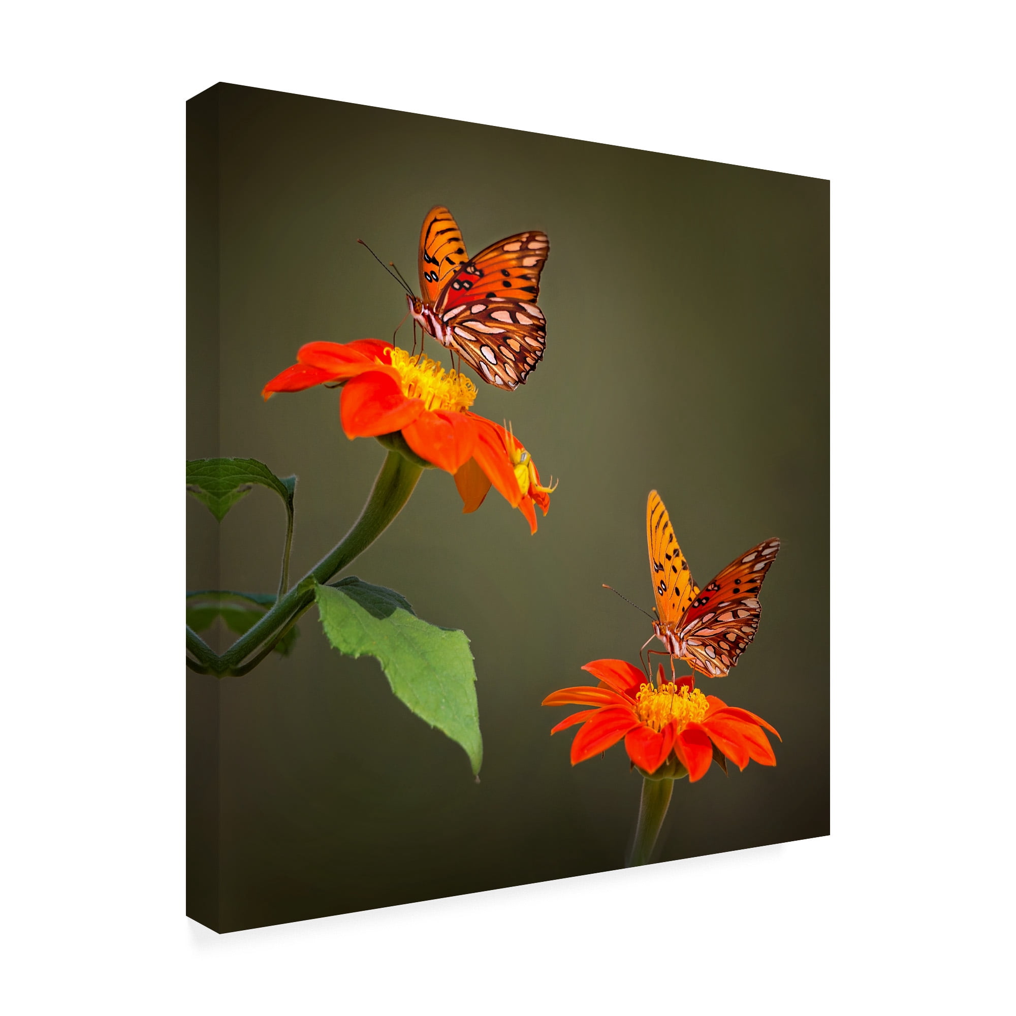 Trademark Fine Art 'Butterfly Portrait VI' Canvas Art by PHBurchett
