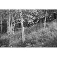 thumbnail image 3 of Schlabach, Sue 24x17 Black Modern Framed Museum Art Print Titled - Sunlit Birches I, 3 of 5