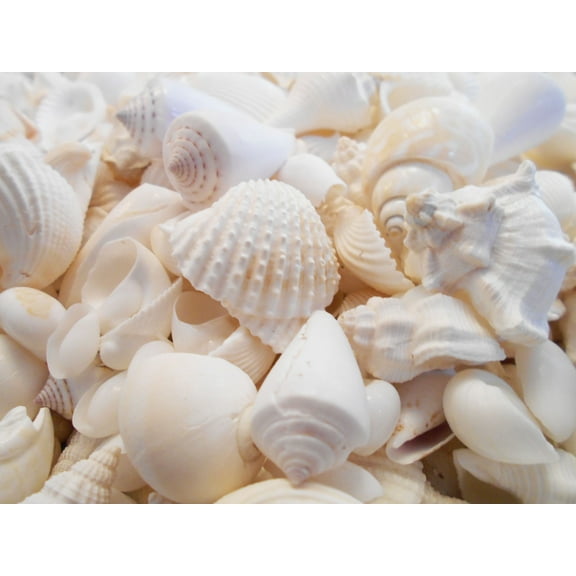 1 Lb White Shell Mix (Medium Size Shells) for Beach Wedding, Coastal Cottage, Vase Filling and Ocean Crafts