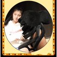 thumbnail image 2 of 30~120cm Black Spider Short Plush Animal Stuffed Doll Creative Sofa Office Decor Plushie Boyfriend Girlfriend Giftblack80 cm Deng Xun unisex, 2 of 2