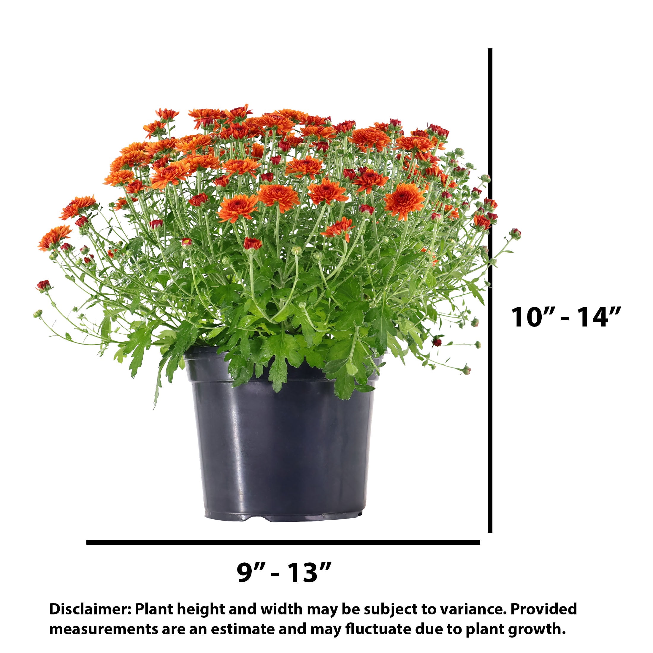Expert Gardener 12" Orange Mum Live Plants in 6" Grower Pot Full Sun