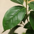 thumbnail image 3 of Artificial Plants, 5ft Ficus Tree Faux Rubber Plants Indoor Outdoor Decor Fake Tree in Pot Plastic Plants for Home Decor Office Living Room Porch Patio Perfect Housewarming Gift Green, 3 of 9