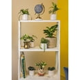 thumbnail image 3 of Plantas de interior fáciles de cultivar (paquete de 48) Plantas de interior vivas en contenedores de plantas, juego de plantas a elección de los productores en maceteros con mezcla de tierra para mace, 3 of 5