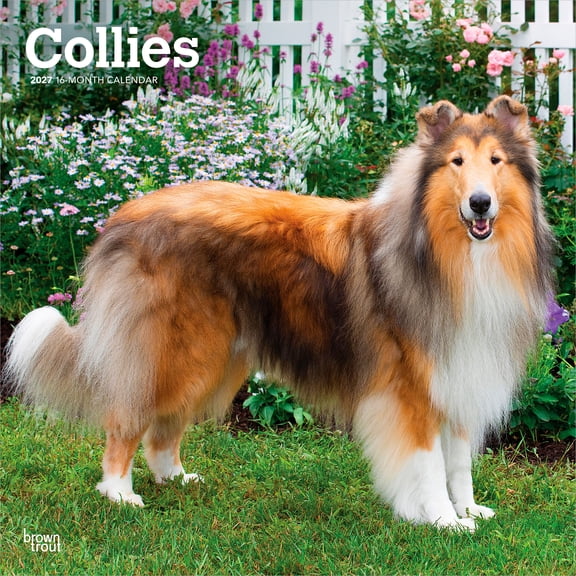 Collies | 2027 12x24" (Hanging) Wall Calendar | Plastic-Free