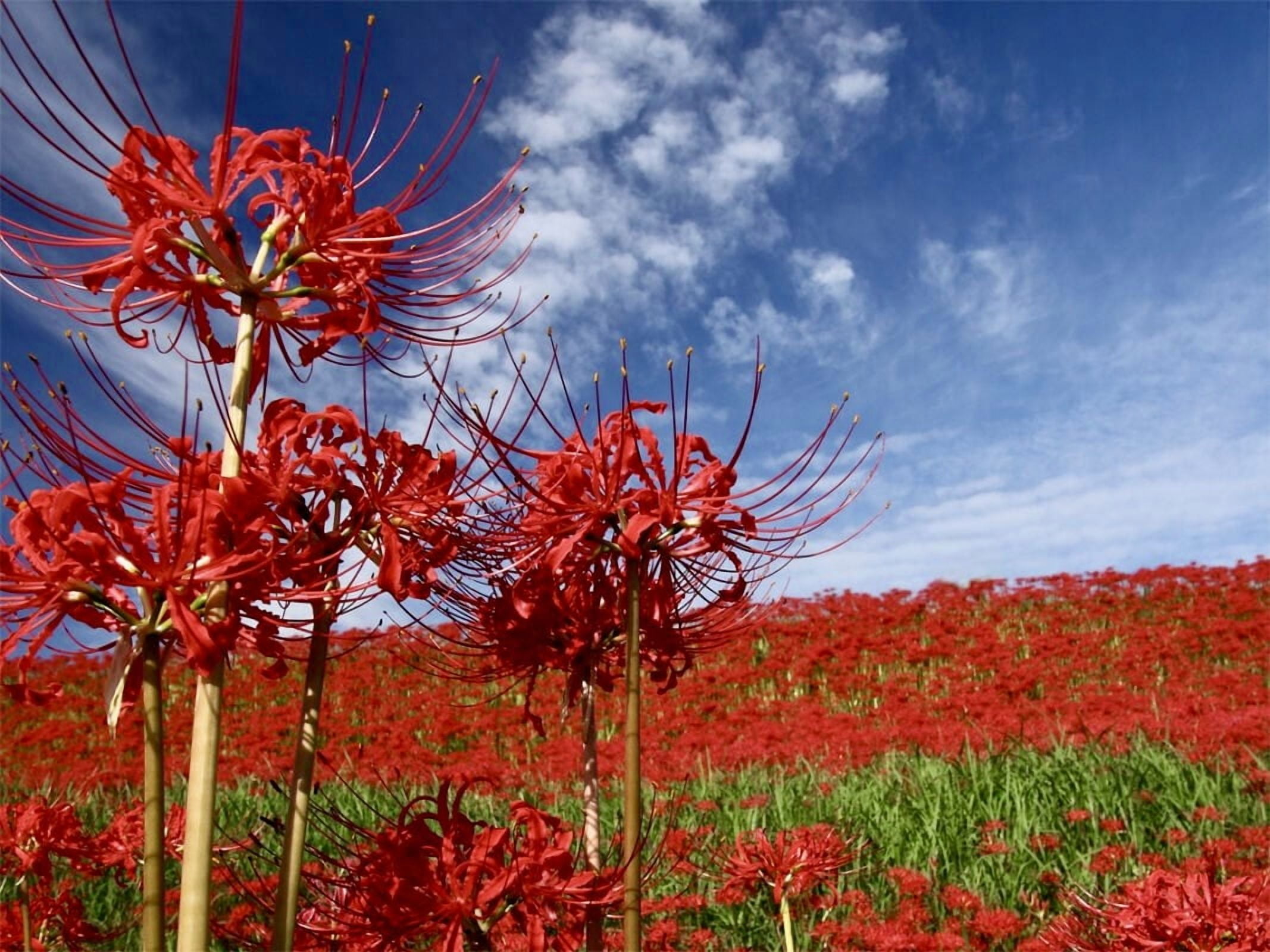 Red Spider Lily Plant Bulbs 3 Count, Vibrant Red Blooms for Fall and Spring  Gardens - Walmart.com