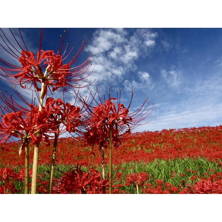 Red Spider Lily Plant Bulbs 3 Count, Vibrant Red Blooms for Fall and Spring  Gardens