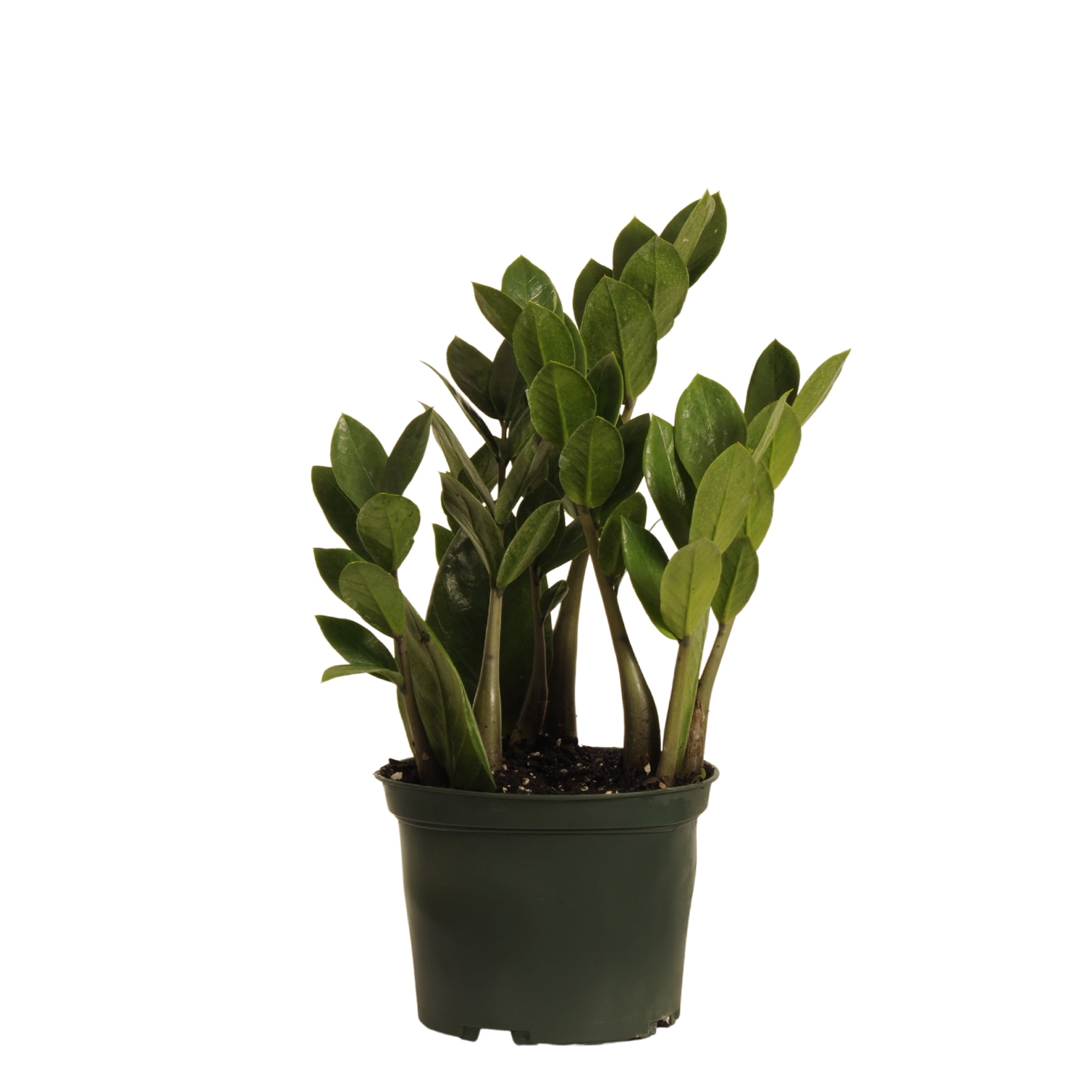 United Nursery Zamioculcas Zamiifolia ZZ Plant Live Indoor