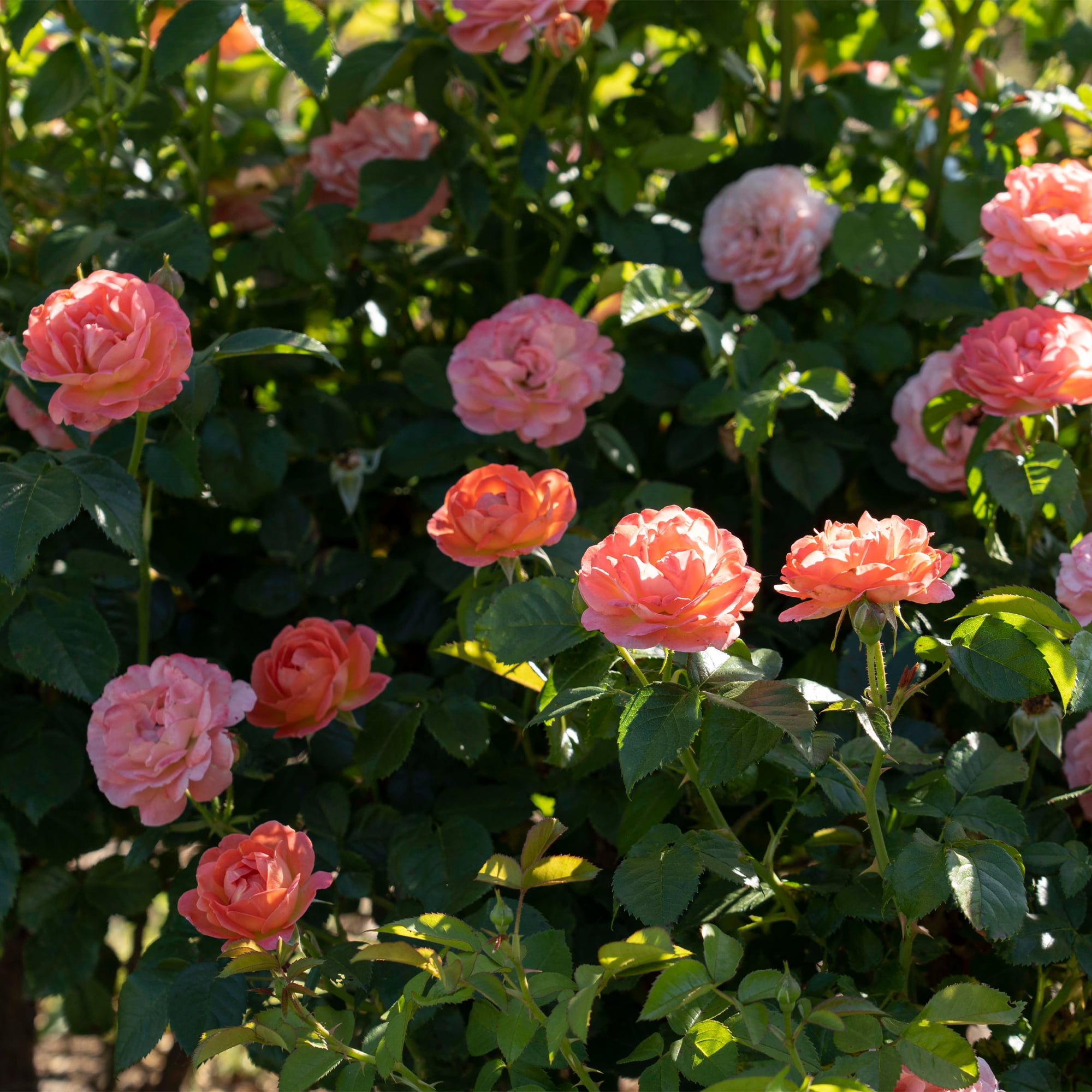 The Knock Out® Family of Roses 'The Orange Glow Knock Out® Rose' Live Shrub in 2-Gallon Grower Pot