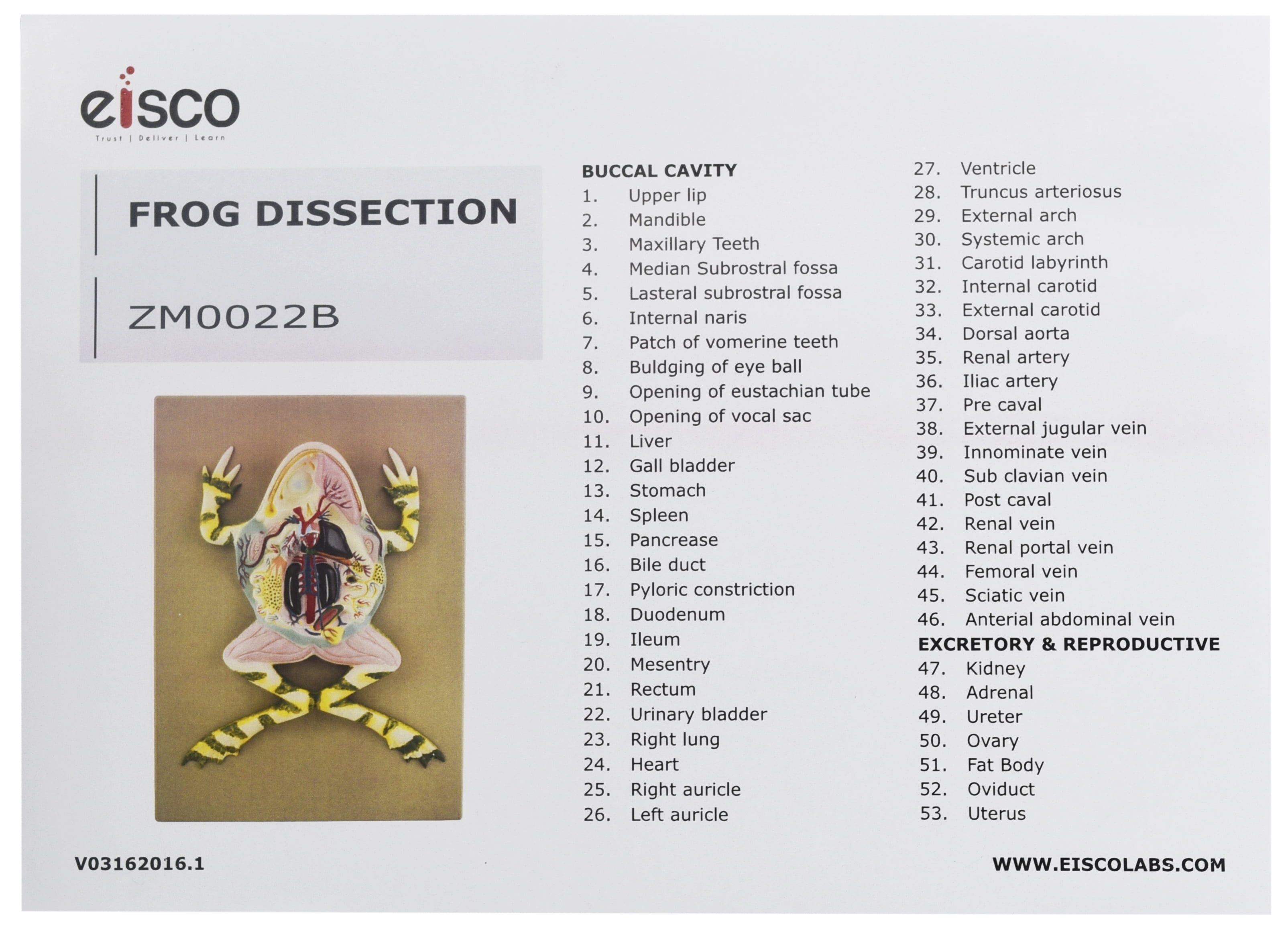 virtual frog dissection key virtual frog dissection key