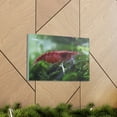 thumbnail image 6 of Shrimp Hunting Shrimp on Hunt Print Animal Wall Art Wildlife Canvas Prints Wall Art Ready to Hang Unframed, 6 of 18