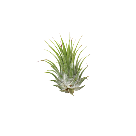 Tillandsia Air Plant Ionantha - 25 Pack