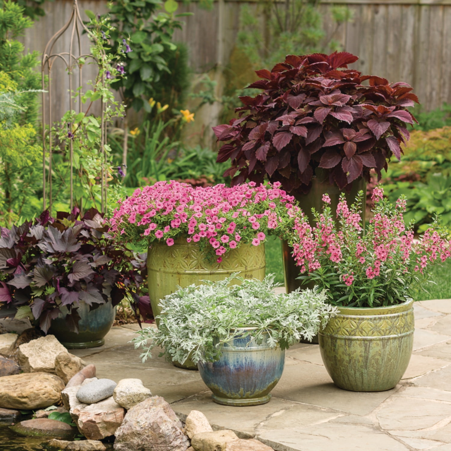 Proven Winners 8" Angelface Perfectly Pink Summer Snapdragon Live Plant in 6.5" Pot