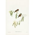 thumbnail image 2 of Gould, John 11x14 Gold Ornate Wood Framed with Double Matting Museum Art Print Titled - Chestnut-eared Finch-Amadina castanotis, 2 of 4