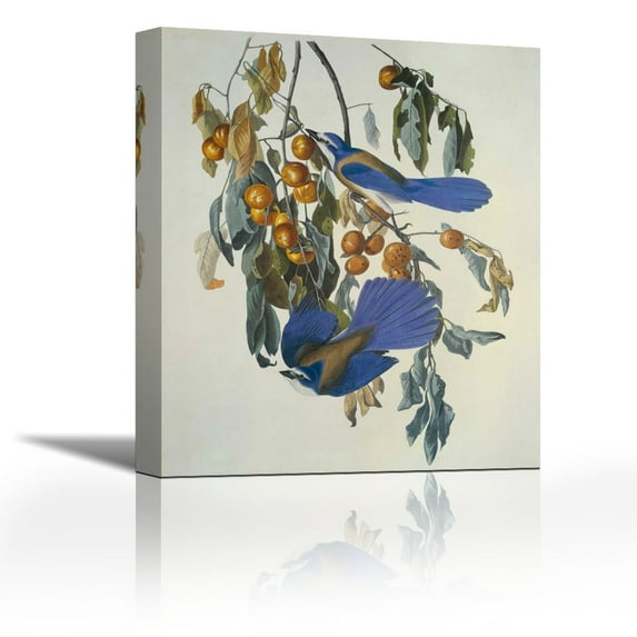 Florida Jay - Contemporary Fine Art Giclee on Canvas Gallery Wrap - wall décor - Art painting - 30 x 36 Inch - Ready to Hang