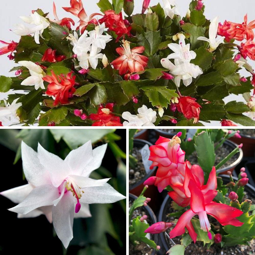 Mixed Thanksgiving Cactus Plants Live, 6 Inch Tall Holiday Succulents, Colorful Winter Bloomers for Indoor or Outdoor Pots