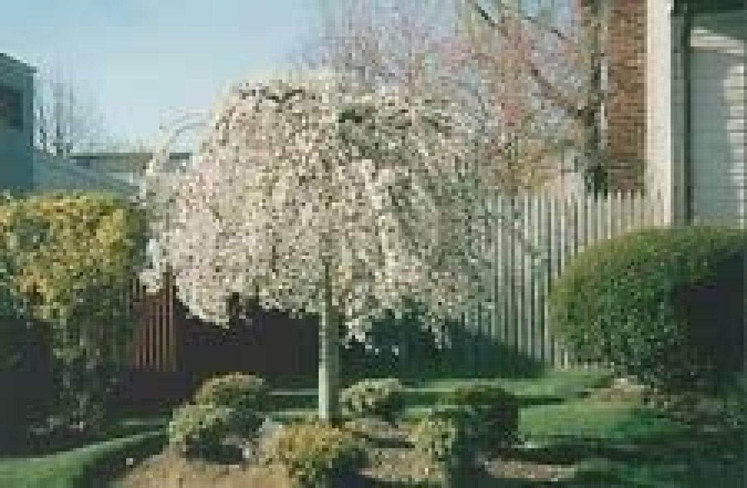 Weeping Cherry Tree Prunus x yeodensis shidare Yoshino