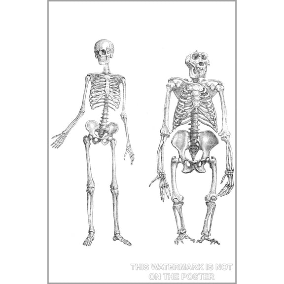 24"x36" Gallery Poster, Skeleton of human (1) and gorilla (2), unnaturally stretched