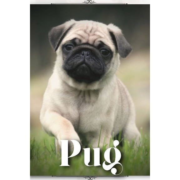 Pug: Dog breed overview and guide