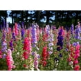 thumbnail image 6 of TomorrowSeeds - Rocket Mix Larkspur Seeds - 1200+ Count - For 2026 Planting Delphinium Ajacis, 6 of 9