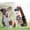 Black, variant on NFTIGB Flower with Diamond Pet Cat Dog Collar Adjustable PU Leather Bow Tie Fashion Accessories for Small Medium Cats Dogs, Pink, 13.4 inches / 34 cm