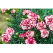 Seedville 50 Picotee Mix Carnation Flower Seeds, Double Bicolor Striped, Dianthus Caryophyllus