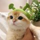 thumbnail image 2 of Sombrero de animal CHAO Sombrero de gato para perro hecho a mano con dibujos animados gorro de fiesta para disfraz de animal S, 2 of 5