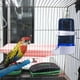 thumbnail image 5 of Comedero Automático para Pájaros y Bebedero para Jaulas, Bebedero de Plástico con Clip para Loros, Periquitos, Agapornis y Cacatúas, 10 X 14 X 6 Cm, 5 of 7