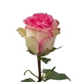 thumbnail image 6 of Bicolor Roses - 100 Stems of Assorted Farm Direct Fresh Cut Flowers, 6 of 10